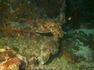 Similan Island it was a relaxing dive I saw one Cuttlefis... by Helen Hansen 